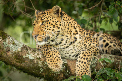 Leopard lying on lichen-covered branch looking left