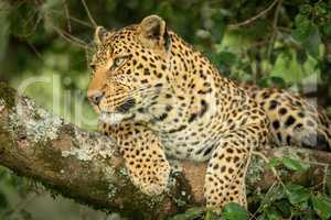 Leopard lying on lichen-covered branch looking left