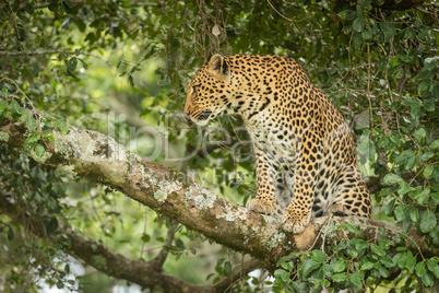 Leopard sits framed by leaves on branch
