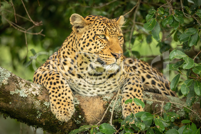 Leopard lies on lichen-covered branch staring right