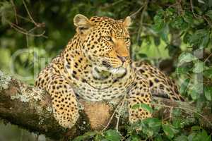 Leopard lies on lichen-covered branch staring right