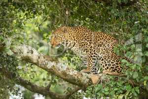 Leopard sits on lichen-covered branch looking up