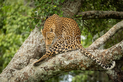 Leopard sits on branch twisting head round