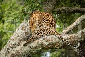 Leopard sits on branch twisting head round