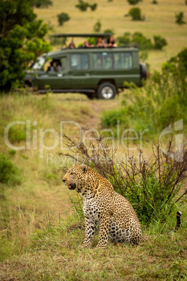 Leopard sits looking left with truck behind