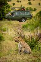 Leopard sits looking left with truck behind