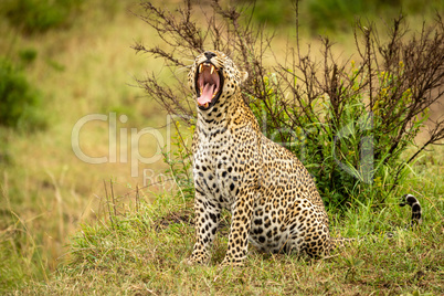 Leopard sits yawning on grass near bush