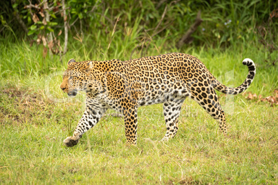 Leopard lifts paw while walking through grass