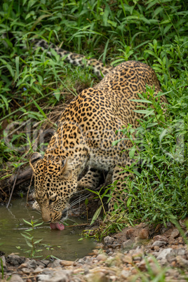 Leopard stands in bushes drinking from shallows