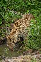 Leopard stands in bushes drinking from shallows