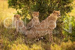 Female cheetah sits staring with two cubs
