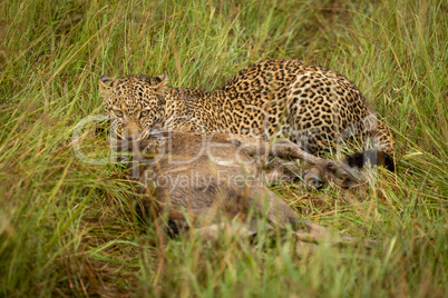 Leopard lies with kill in long grass