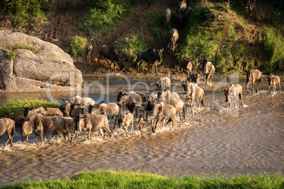 Confusion of blue wildebeest crossing shallow river