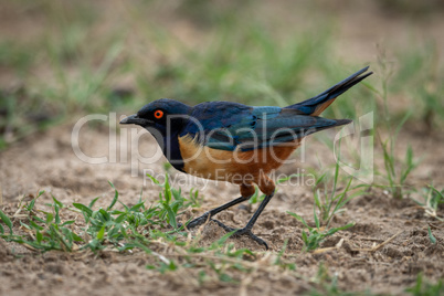 Hildebrandt starling crouching in profile on grass