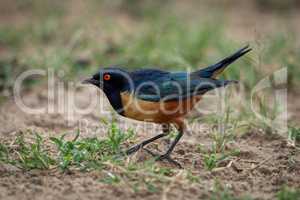 Hildebrandt starling crouching in profile on grass
