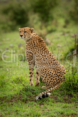 Female cheetah sits on grass looking left