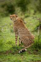 Female cheetah sits on grass looking left