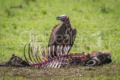 Lappet-faced vulture stands by carcase turning head