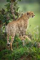 Female cheetah stands on mound by cub