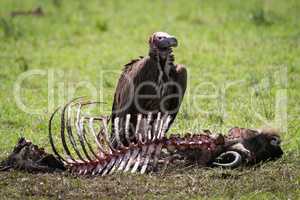 Lappet-faced vulture stands by carcase in grass
