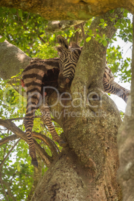 Dead plains zebra carcase lying in tree