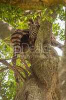 Dead plains zebra carcase lying in tree