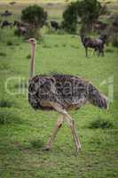 Female common ostrich walking over short grass