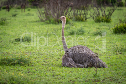 Female common ostrich lying on short grass