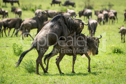Great Migration blue wildebeest mating in grass