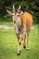Common eland walks across grass towards camera