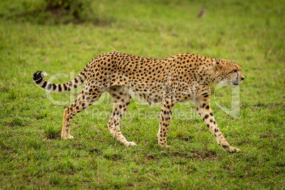 Female cheetah crosses short grass in shade