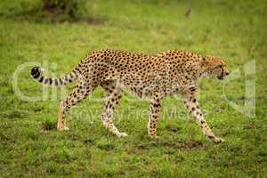 Female cheetah crosses short grass in shade