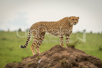 Female cheetah stands on mound looking ahead