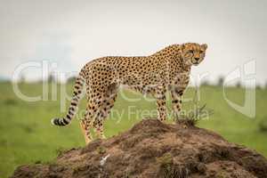 Female cheetah stands on mound looking ahead