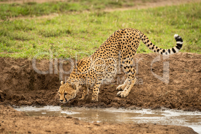 Female cheetah stands crouching by water hole