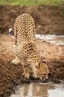 Female cheetah stands drinking from water hole