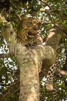 Leopard lies in forked tree looking right