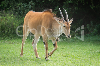 Common eland walks across grass near trees