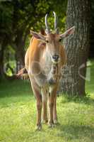 Common eland stands by tree watching camera