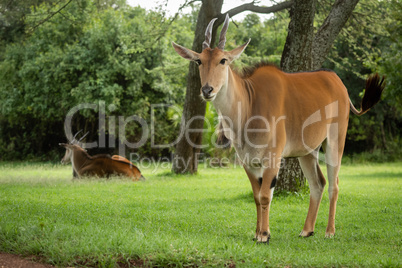 Common eland stands near another watching camera
