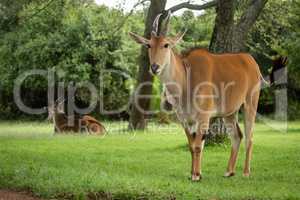 Common eland stands near another watching camera