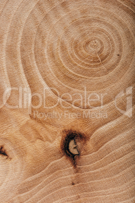 Ash wood slab texture with annual rings.