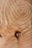 Ash wood slab texture with annual rings.