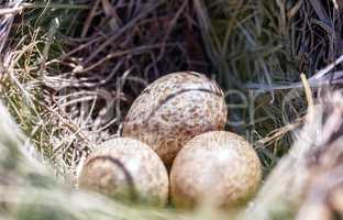three quail eggs in the nest. in wild nature