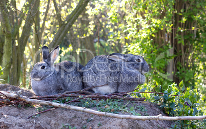 Two gray rabbits
