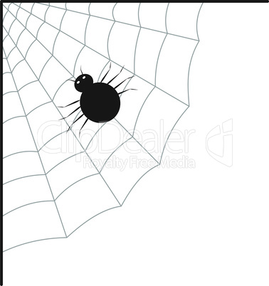 Spider web and spider