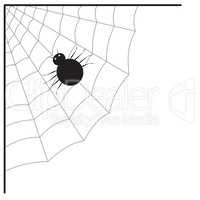 Spider web and spider