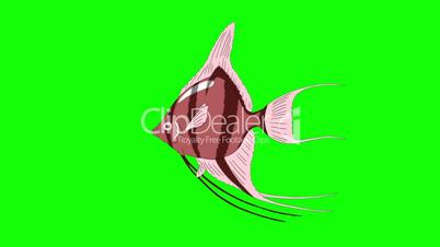 Pink Scalare Angelfish Chroma Key looped