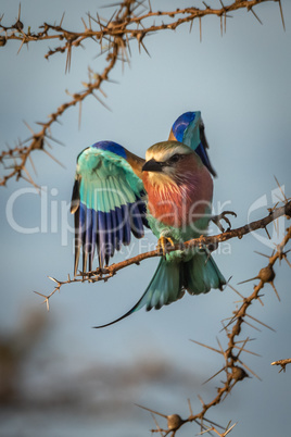 Lilac-breasted roller lands on whistling thorn branch