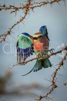 Lilac-breasted roller lands on whistling thorn branch